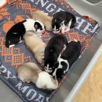 Mendocino -  Husky and Mixed Breed Dog for Adoption in Long Beach, California - Mendocino | PetCurious