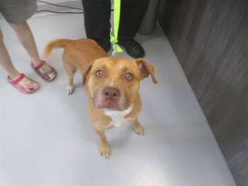 BISCUIT -  American Staffordshire Terrier Dog for Adoption in Ocala, Florida - BISCUIT | PetCurious