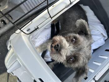 Rescue Miniature Schnauzer and Shih Tzu Dogs for Adoption - Choco | PetCurious