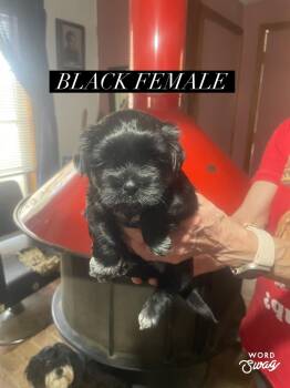 Shih Tzu and Chiweenie Dogs Available for Adoption - Black Female | PetCurious