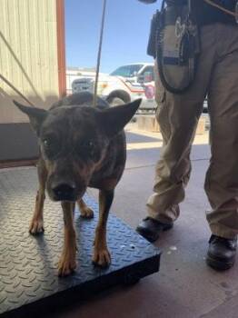 Australian Cattle Dog Blue Heeler and Mixed Breed Dogs Available for Adoption in El Paso, Texas - 60825796 | PetCurious