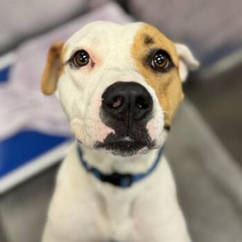 Mixed Breed Dogs Available for Adoption - FALL | PetCurious