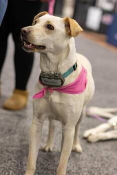 Janeane $450 -  Labrador Retriever and Shepherd Dog for Adoption in West Milwaukee, Wisconsin - Janeane $450 | PetCurious