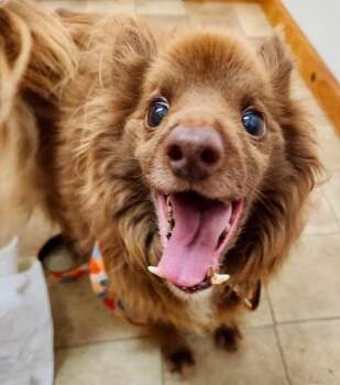 Pumba -  Pomeranian and Mixed Breed Dog for Adoption in Georgetown, Ohio - Pumba | PetCurious
