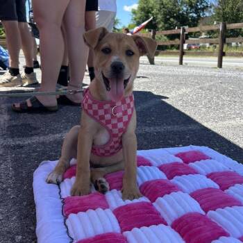 Gia Mae -  German Shepherd Dog Dog for Adoption in Houston, Texas - Gia Mae | PetCurious