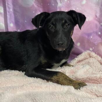 Calvin -  Border Collie and Mixed Breed Dog for Adoption in Fort Collins, Colorado - Calvin | PetCurious