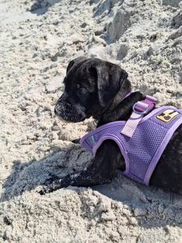 Mixed Breed Dogs Available for Adoption in Valley Stream, New York - Lizzie | PetCurious