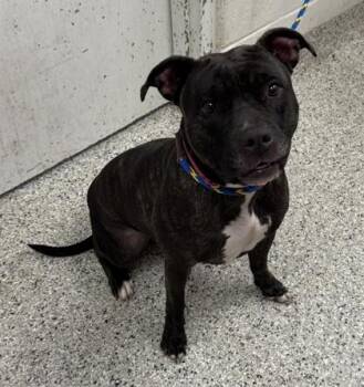 Eva -  Pit Bull Terrier and Mixed Breed Dog for Adoption in Kansas City, Missouri - Eva | PetCurious
