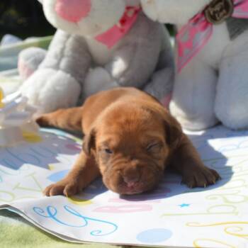 Daisy Pup 8 -  Retriever Dog for Adoption in Enterprise, Alabama - Daisy Pup 8 | PetCurious
