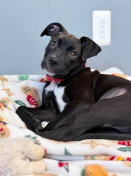 Marty -  Mixed Breed Dog for Adoption in Highland, New York - Marty | PetCurious