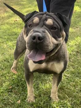 LONDON -  Shar Pei Dog for Adoption in Riverside, California - LONDON | PetCurious
