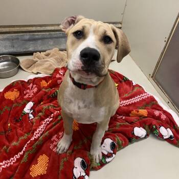 Pit Bull Terrier Dogs Available for Adoption in Westminster, California - Joker | PetCurious