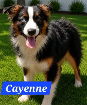 Cayenne -  Australian Shepherd Dog for Adoption in Minneapolis, Minnesota - Cayenne | PetCurious