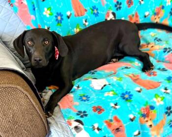 Silk -  Dachshund and Labrador Retriever Dog for Adoption in Taycheedah, Wisconsin - Silk | PetCurious