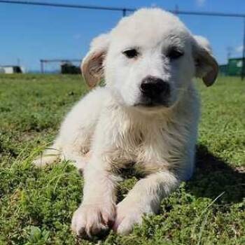 Border Collie Dogs Available for Adoption - Fluffy | PetCurious