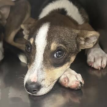 Broccoli -  Mixed Breed Dog for Adoption in Corbin, Kentucky - Broccoli | PetCurious