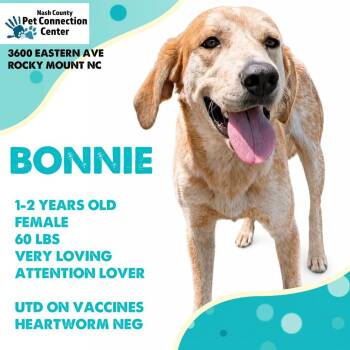 BONNIE  Available NOW - ADOPTION or RESCUE! -  Mixed Breed Dog for Adoption in Nashville, North Carolina - BONNIE  Available NOW - ADOPTION Or RESCUE! | PetCurious