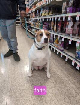 Rescue Mixed Breed Dogs for Adoption in Blountville, Tennessee - Faith | PetCurious