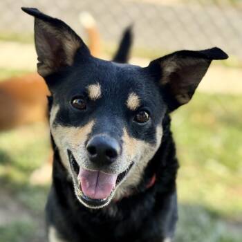 German Shepherd Dog and Terrier Dogs Available for Adoption in Amarillo, Texas - Wolfie | PetCurious