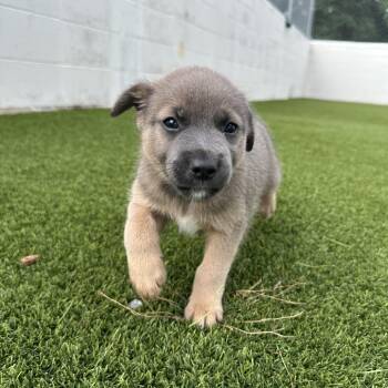 Viker 1207 -  Mixed Breed Dog for Adoption in Loxahatchee Groves, Florida - Viker 1207 | PetCurious