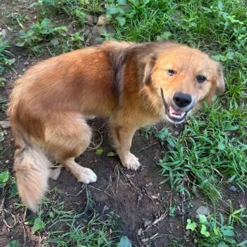 Beau -  Australian Shepherd and Cattle Dog Dog for Adoption in Hackett, Arkansas - Beau | PetCurious