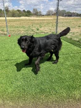 Border Collie and Mixed Breed Dogs Available for Adoption in Jackson, Tennessee - Kylo Ren | PetCurious