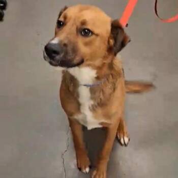Do-Si-Dos -  Labrador Retriever and Mixed Breed Dog Available for Adoption in Voorhees Township, New Jersey - Do-Si-Dos | PetCurious