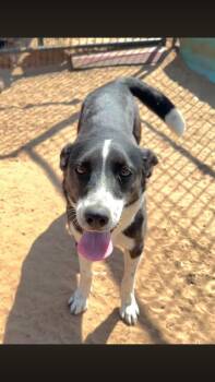 Mariah -  Border Collie and Chihuahua Dog for Adoption - Mariah | PetCurious