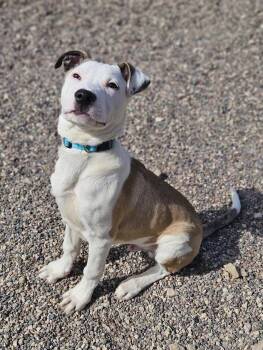 Terrier and Shepherd Dogs Available for Adoption in Winona, Minnesota - Vin | PetCurious