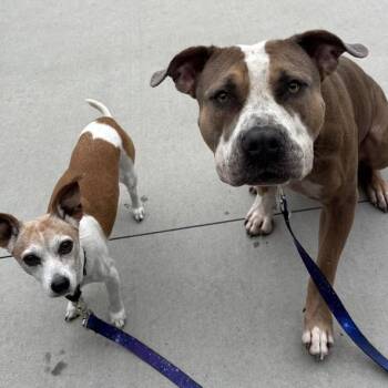 Chihuahua Dogs Available for Adoption in Matteson, Illinois - Fancy | PetCurious