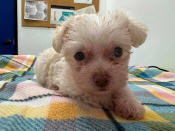 Honor -  Terrier Dog for Adoption in Mesa, Arizona - Honor | PetCurious