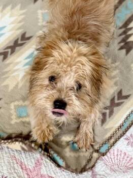 Medusa -  Mixed Breed Dog Available for Adoption in New Orleans, Louisiana - Medusa | PetCurious