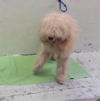 AMELIA -  Poodle and Mixed Breed Dog for Adoption in Houston, Texas - AMELIA | PetCurious
