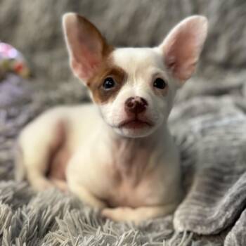 Maltese and Jack Russell Terrier Dogs Available for Adoption in Greece, New York - Squirt | PetCurious