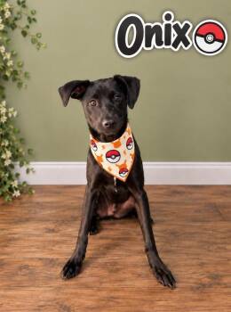 Onix -  Labrador Retriever Dog for Adoption in Lafayette, Louisiana - Onix | PetCurious