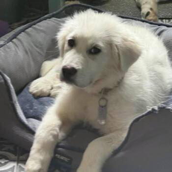 April -  Great Pyrenees Dog for Adoption in Olive Branch, Mississippi - April | PetCurious