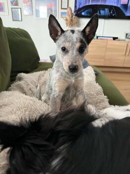 Stella -  Australian Cattle Dog Blue Heeler Dog for Adoption in Houston, Texas - Stella | PetCurious