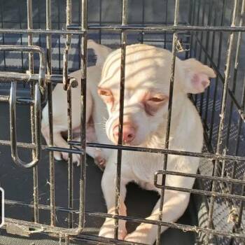Maurice -  Chihuahua Dog for Adoption in Mondovi, Wisconsin - Maurice | PetCurious