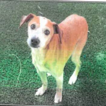 Beagle Dogs Available for Adoption in Los Angeles, California - Peter A2262937 | PetCurious