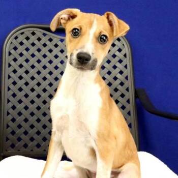 Greta -  Labrador Retriever Dog for Adoption in Fort Davis, Texas - Greta | PetCurious