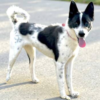 Australian Shepherd and Australian Cattle Dog Blue Heeler Dogs Available for Adoption - Trixie  | PetCurious