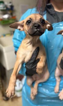 Chihuahua and Mixed Breed Dogs Available for Adoption - Arrow | PetCurious