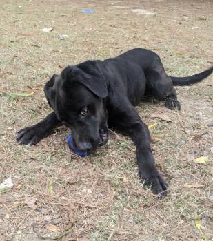 Rescue Labrador Retriever Dogs for Adoption in Little Rock, Arkansas - Gareth | PetCurious