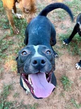 MAYBELLE -  American Staffordshire Terrier Dog for Adoption in York, South Carolina - MAYBELLE | PetCurious