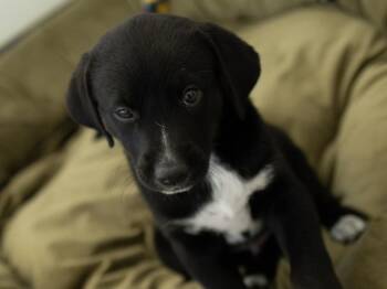 Chopper -  Catahoula Leopard Dog and German Shorthaired Pointer Dog for Adoption in Republic, Washington - Chopper | PetCurious