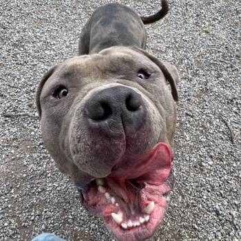 Bark Twain -  Pit Bull Terrier Dog for Adoption in York, Pennsylvania - Bark Twain | PetCurious