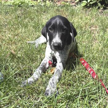 Rainier -  Pointer and Mixed Breed Dog for Adoption in Rochester, Minnesota - Rainier | PetCurious