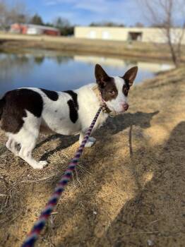 Alvin -  Corgi and Rat Terrier Dog for Adoption in Mansfield, Texas - Alvin | PetCurious