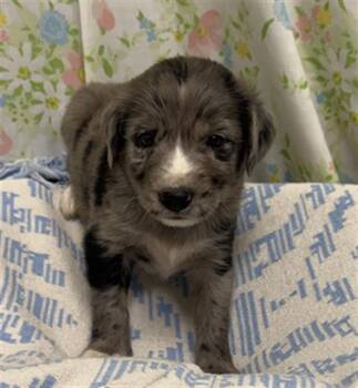 GRUMPY -  Australian Cattle Dog Blue Heeler and Mixed Breed Dog for Adoption in Rosenberg, Texas - GRUMPY | PetCurious
