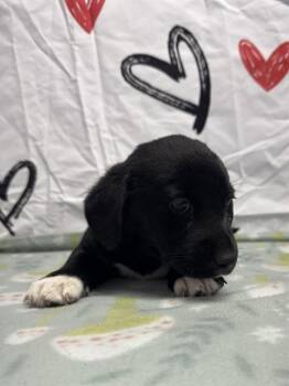 American Bulldog Dogs Available for Adoption - PERIWINKLE | PetCurious